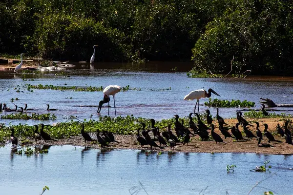 10 Pantanal Wildlife