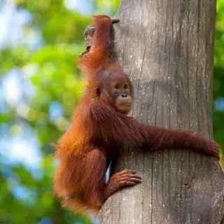 Baby Orangutang Borneo