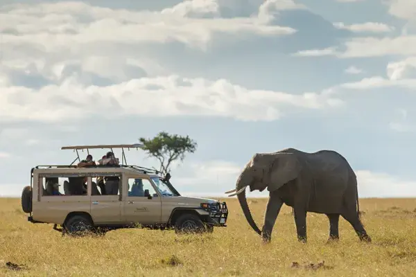 Elephant and vehicle on game drive Kenya