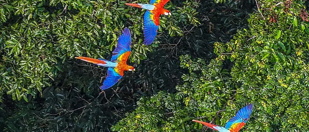 Brazil Amazon River