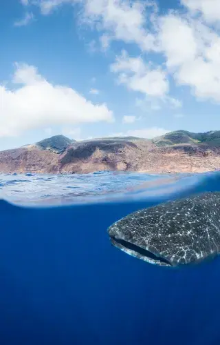 A whale shark off St Helenas coast Photo by Beth Taylor