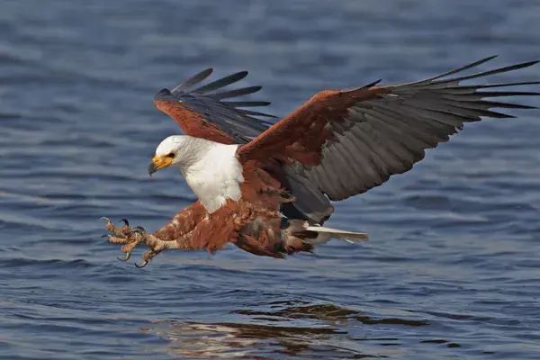 African Fish Eagle