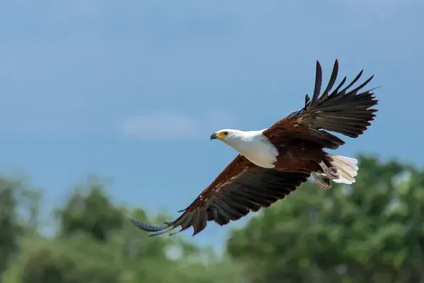 African Fish Eagle