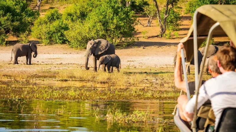 Africa Safari Special Offers Africa Canva