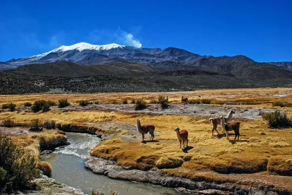 Alpacas and mountains Bolivia min