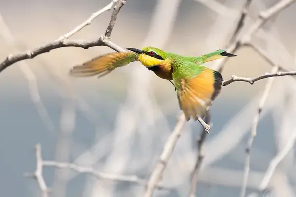 Ar Little Bee Eater