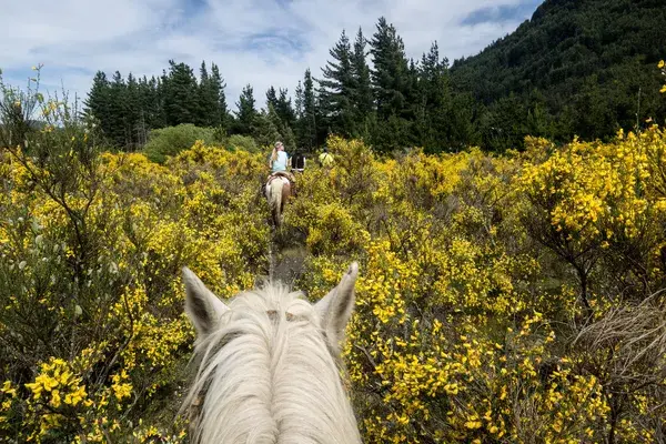 Argentina Pampas Horse
