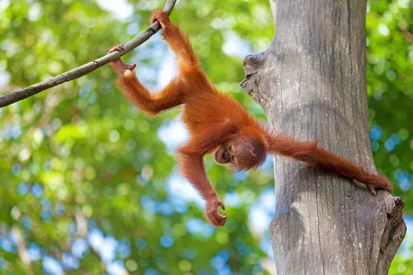 Baby orangutan Borneo