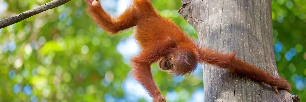 Baby orangutan Borneo