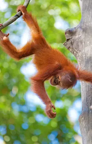 Baby orangutan Borneo