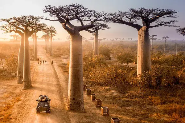 Baobab madagascar