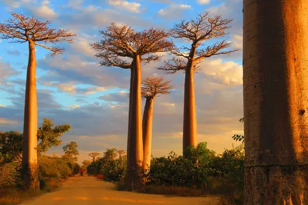 Baobabs Canva pro