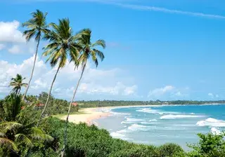 Beach palms and turquoise water of Indian Ocean Sri Lanka Canva Pro