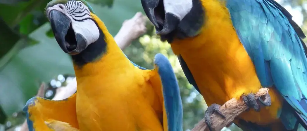 Bird Park