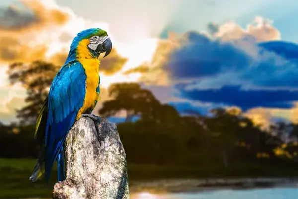 Blue and yellow Macaw in the Pantanal Brazil