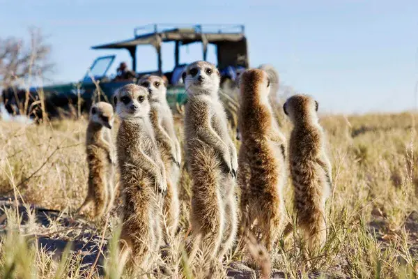 Botswana Makgadikgadi Pans San Camp Family Of Meerkats