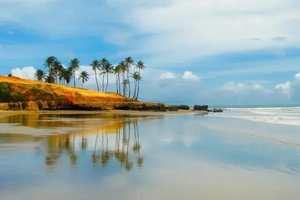Brazil beach palm trees