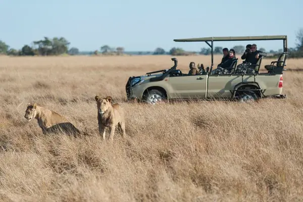 Busanga  Bush  Camp Safari Lions