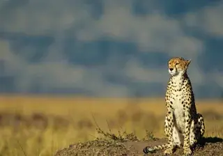 Cheetah Kenya Africa Canva Pro