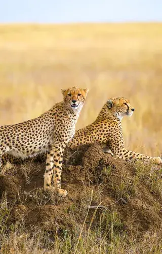 Cheetahs In The Serengeti