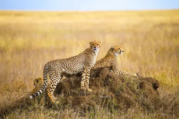 Cheetahs In The Serengeti
