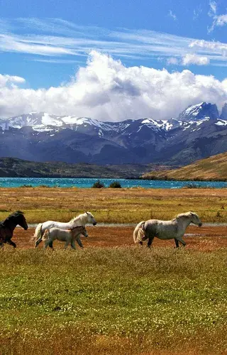 Chile Torres del Paine horses