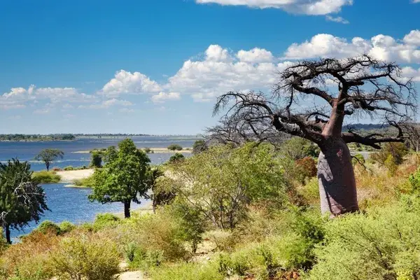 Chobe River