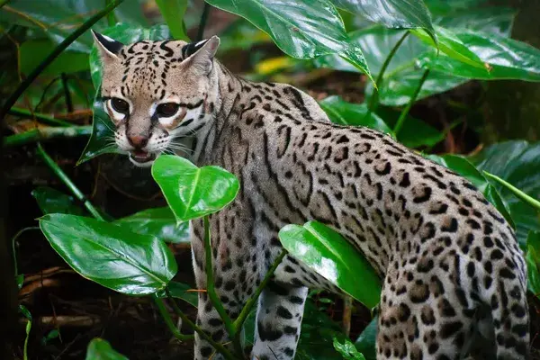 Costa Rica Ocelot