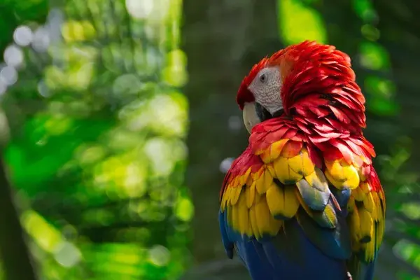 Costa Rica Scarlet Macaw
