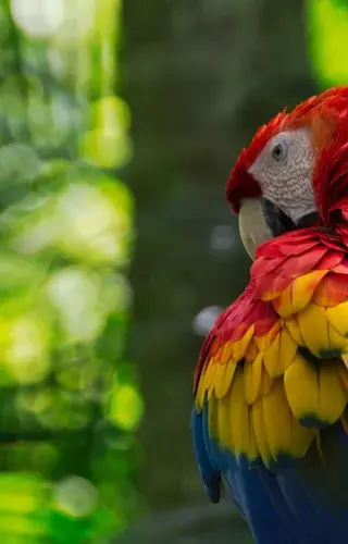 Costa Rica Scarlet Macaw