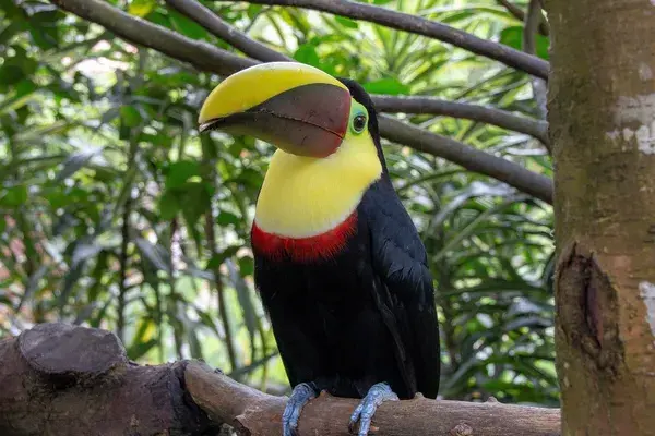 Costa Rica Toucan 2