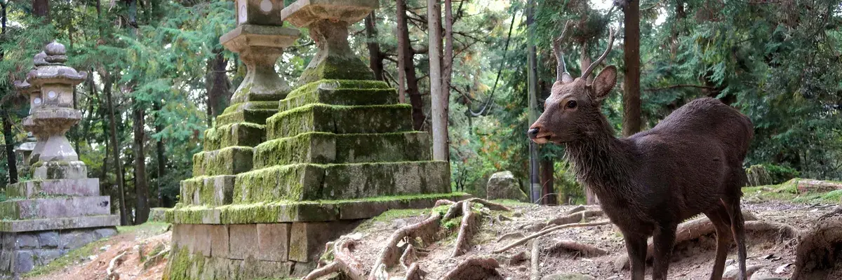 Deer temple Nara Japan min