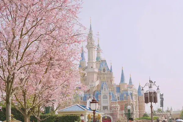 Disneyland with cherry blossom Tokyo Japan unsplash
