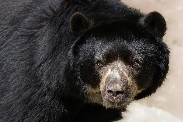 Ecuador Spectacled Andean bear