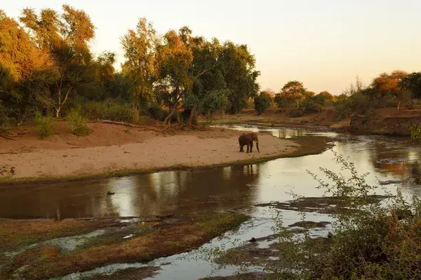 Elephant by River Kruger National Park