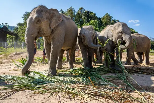 Elephant jungle sanctuary Thailand Canva pro