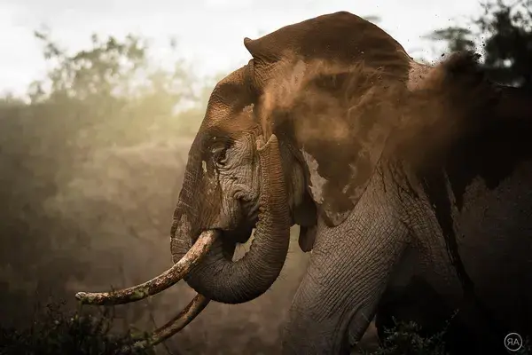 Elephant Dust