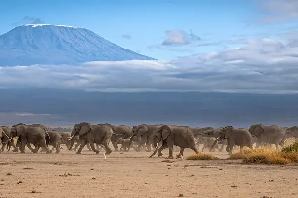 Elephants amboseli