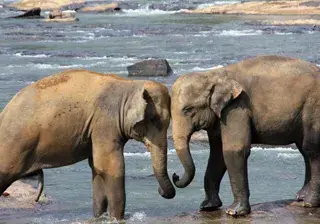 Elephants in Sri Lanka Canva Pro