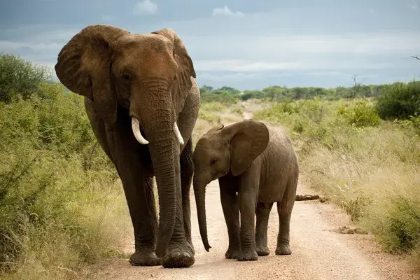 Elephants Madikwe South Africa