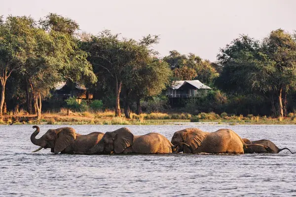Elephants Swimming in front of Anabezi Camp