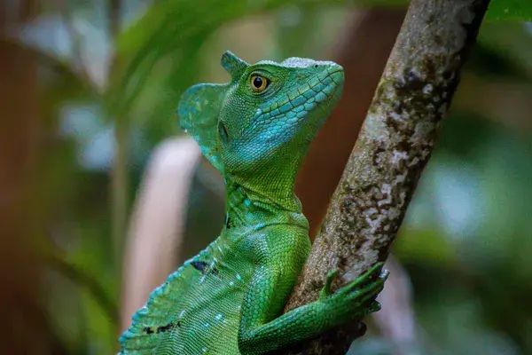 Emerald Basilisk Arenal Costa Rica min