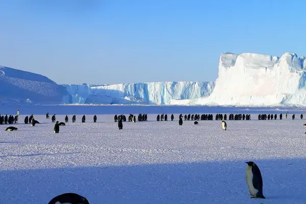 Emperor Penguins Antarctica