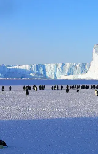 Emperor Penguins Antarctica