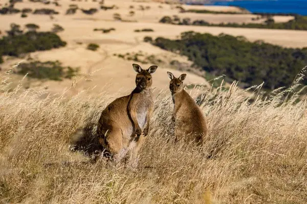 Exceptional Kangaroo Island Tours