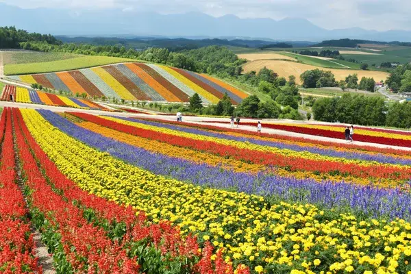 Flower fields H Okkaido Japan min