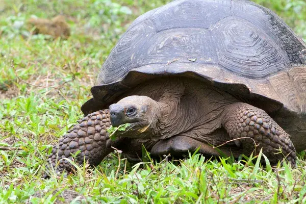 Galapagos tortoise Galapagos Ecuador