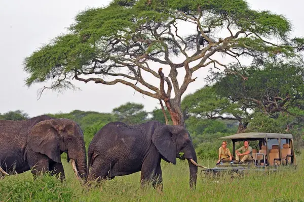 Game Drive Little Chem Chem Camp