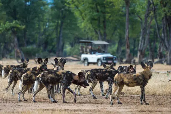 Game Drive Ruckomechi Camp