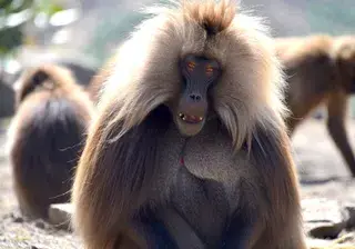 Gelada monkey ethiopia canva pro